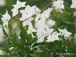 Two shemales and babe fucking in threesome